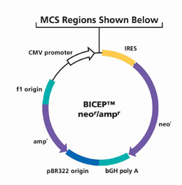 Bicep Stable Expression Vector Bicep Stable Expression Vector