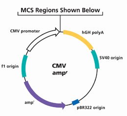 MCS Regions  MCS Regions