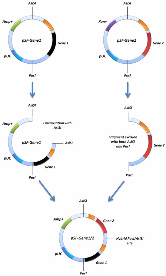Diagramatical representation of the concatemerisation function Diagramatical representation of the concatemerisation function