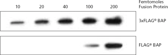 Western Blot of original flag Western Blot of original flag
