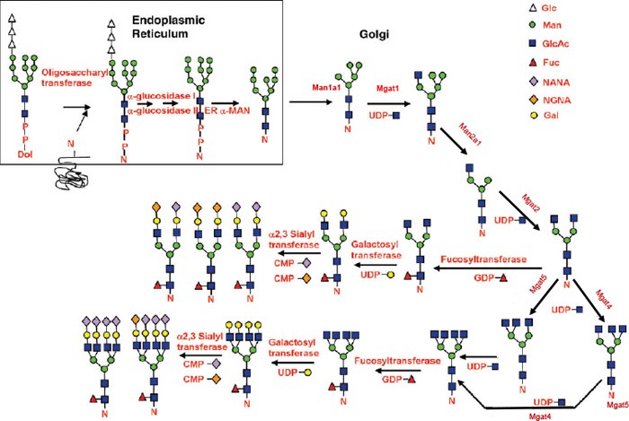 Hossler et al., (2009) Glycobiology Collin, et al., (2008) PNAS Hossler et al., (2009) Glycobiology Collin, et al., (2008) PNAS