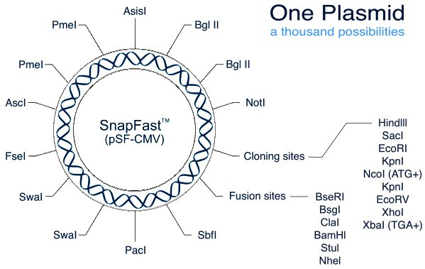 SnapFast plasmid system SnapFast plasmid system