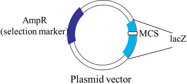 A schematic representation of a typical plasmid vector that can be used for blue-white screening. A schematic representation of a typical plasmid vector that can be used for blue-white screening.