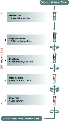 GenElute Mammalian Genomic Flow Chart GenElute Mammalian Genomic Flow Chart