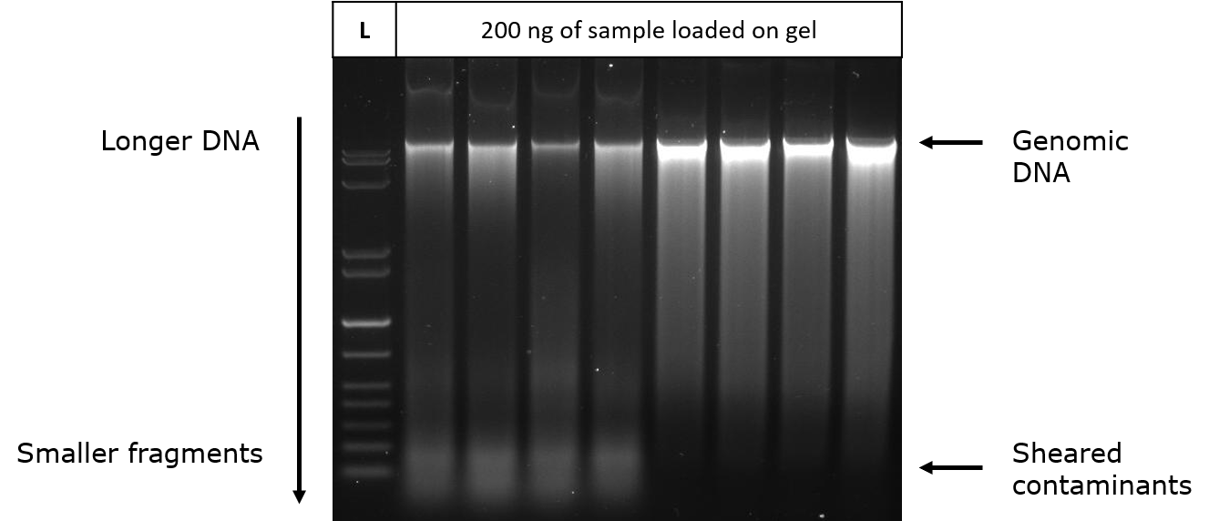 agarose-gel-electrophoresis  Agarose gel electrophoresis of prepared DNA. The first four lanes show greater sheared or low molecular weight nucleic acid contaminants in the preparation.