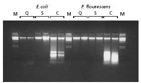 Agarose gel analysis of genomic DNA isolated from the indicated Gram negative bacteria prepared using the GenElute Bacterial Genomic DNA Kit versus kits from other suppliers. Equal proportions of DNA were resolved on a 1%, 1X TBE agarose gel. The Lambda Hind III ladder (<a href="/product/SIGMA/D9780">Product No. D9780</a>) was used as a size standard (M). Comparison of Gram(–) bacteria genomic DNA isolation kits.