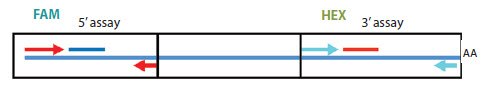Diagram to represent the 3’/5’ integrity assay Diagram to represent the 3’/5’ integrity assay