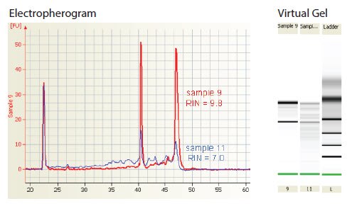 Electropherogram showing the evaluation of RNA integrity Electropherogram showing the evaluation of RNA integrity