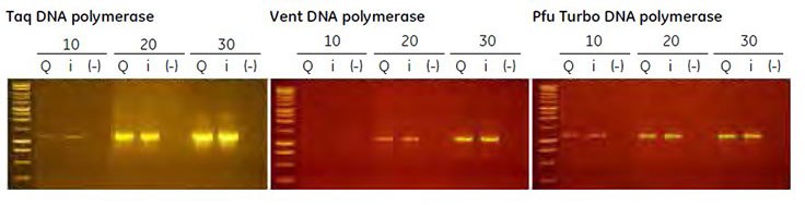 End-point PCR using several thermostable polymerases. Lanes Q and i represent amplification products derived from plasmid DNA samples extracted using QIAprep Spin Miniprep Kit (Qiagen) or illustra plasmidPrep Mini Spin Kit, respectively. (-) represents no template control reactions. The numbers 10, 20, and 30 indicate the number of thermal cycles performed. Aliquots (5 μl) of each reaction were loaded on a 1% (w/v) agarose gel. End-point PCR using several thermostable polymerases