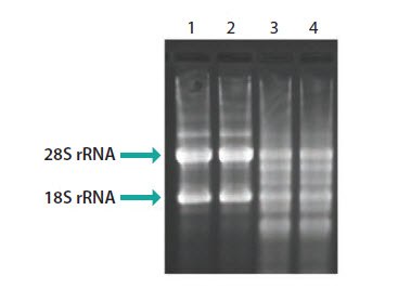 Evaluation of RNA integrity by agarose gel analysis Evaluation of RNA integrity by agarose gel analysis