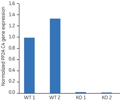 Expression of the protein phosphatase PP2A (SALK_035009) Expression of the protein phosphatase PP2A (SALK_035009)