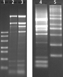 Total RNA Extraction from  Rice using Spectrum™ Total RNA kit Total RNA Extraction from  Rice using Spectrum™ Total RNA kit