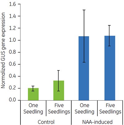 Expression of GUS in DR5::GUS control and NAA-induced populations. Expression of GUS in DR5::GUS control and NAA-induced populations.
