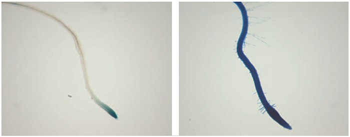 Histochemical staining of roots from control (left) and NAA-induced (right) DR5::GUS seedlings. Histochemical staining of roots from control (left) and NAA-induced (right) DR5::GUS seedlings.