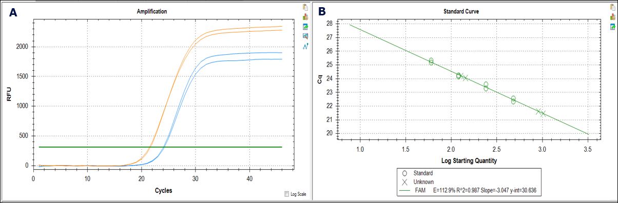 qPCR analysis for the determination of interfering contaminants in genomic DNA preparations. A) Amplification curves for genomic DNA prepared from mouse kidney tissue using a silica-based spin prep kit from Supplier X (blue curves) and GenElute™-E negative chromatography (size exclusion) spin prep kit (orange curves). Curves for the silica-purified samples are right-shifted compared to the GenElute™-E-purified samples, suggesting the presence of interfering contaminants or overestimation of starting concentration in the silica preps. B) Cq calculations using the β-actin gene as an endogenous control reference.  qPCR analysis for the determination of interfering contaminants in genomic DNA preparations. A) Amplification curves for genomic DNA prepared from mouse kidney tissue using a silica-based spin prep kit from Supplier X (blue curves) and GenElute™-E negative chromatography (size exclusion) spin prep kit (orange curves). Curves for the silica-purified samples are right-shifted compared to the GenElute™-E-purified samples, suggesting the presence of interfering contaminants or overestimation of starting concentration in the silica preps. B) Cq calculations using the β-actin gene as an endogenous control reference.