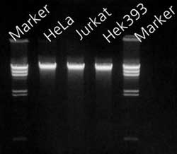Purified genomic DNA was isolated with the GenElute Mammalian Genomic DNA Purification Kit from 2 x 106 cells of the sources indicated. The genomic DNA (200 ng/lane) was analyzed on a 0.8% agarose gel. Marker is a<a href="/product/sigma/D9780"> Lambda Hind III digest</a> (0.5-23 kb). Genomic DNA purified from mammalian cells
