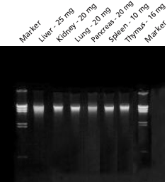 Purified genomic DNA, from the indicated mouse tissues, was isolated with the GenElute™ Mammalian Genomic DNA Miniprep Kit. Genomic DNA (200 ng/lane) was analyzed on a 0.8% agarose gel to illustrate yield and integrity. Markers are lambda DNA digested with Hind II. (Product No. <a href="/product/sigma/D9780">D9780</a>) Genomic DNA purified from mammalian tissues