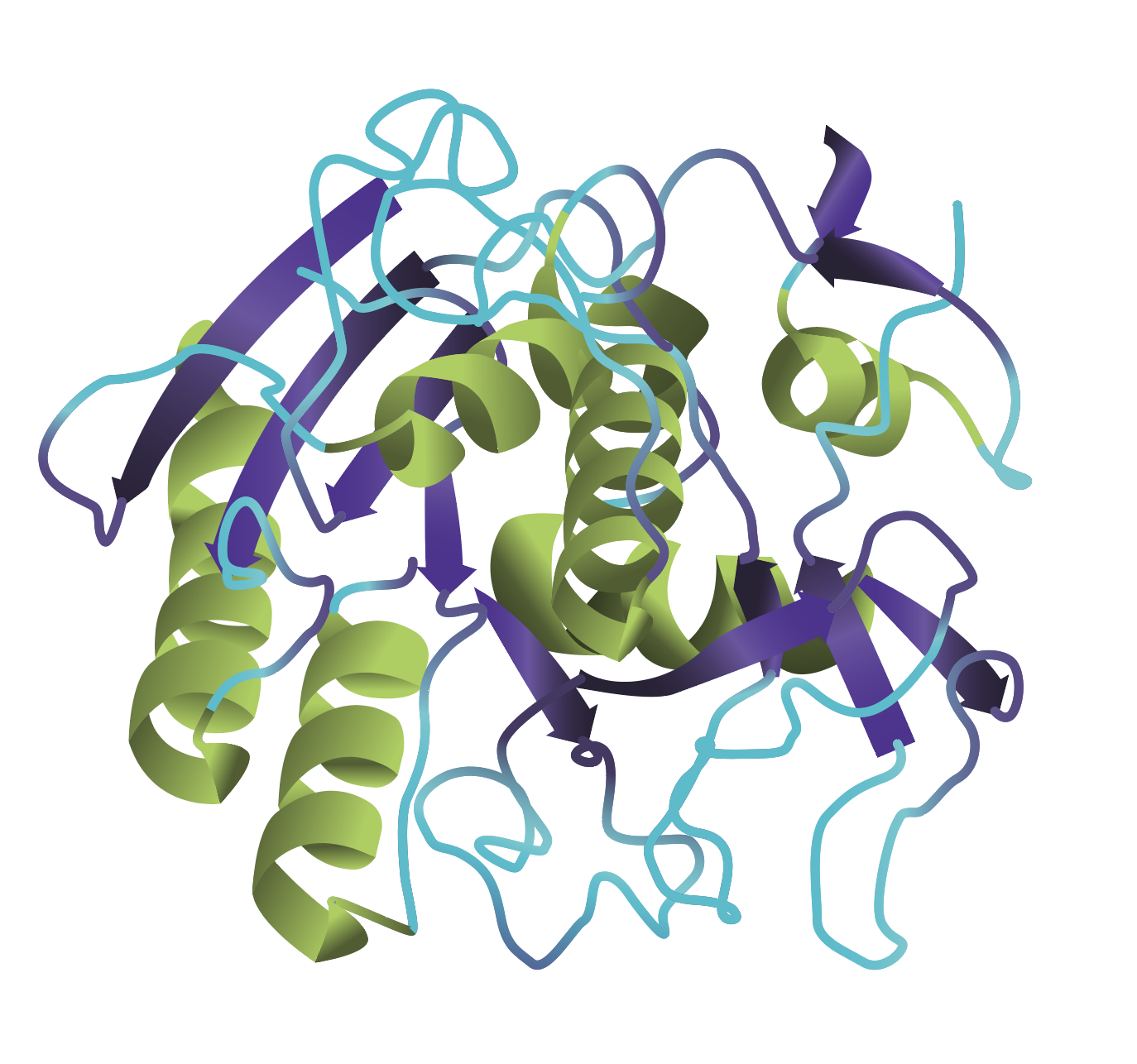 Proteinase K  3D  Ribbon Structure The 3D ribbon structure of proteinase K showing alpha helices in green, beta sheets in purple, and other aa stretches in blue