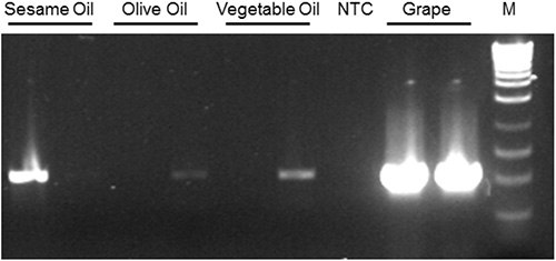 18S rDNA amplicons following end-point PCR of DNA samples isolated from processed food oils using Norgen’s Plant/Fungi DNA Isolation Kit. Grape DNA was isolated from leaves as a positive control. NTC = no template control. 18S rDNA amplicons following end-point PCR of DNA samples