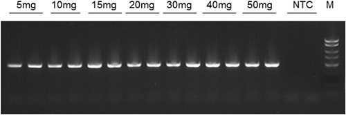 18S rDNA amplicons following end-point PCR of DNA samples isolated from various amounts of wheat flour using Norgen’s Plant/Fungi DNA Isolation Kit. NTC = no template control. 18S rDNA amplicons following end-point PCR of DNA samples