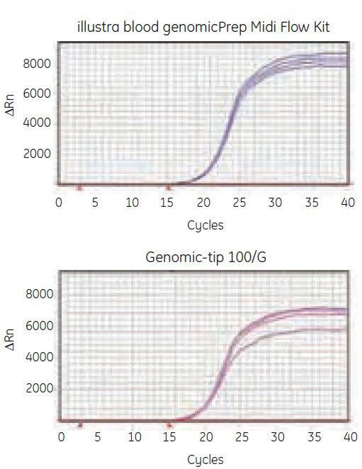 Real-time PCR amplification from genomic DNA extracted from 5 mL human whole blood Real-time PCR amplification from genomic DNA extracted from 5 mL human whole blood