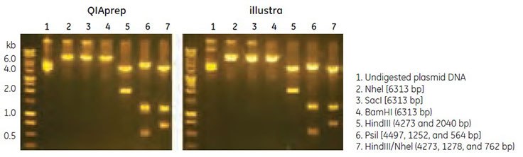 Restriction enzyme digestion of plasmid DNA samples (400 ng, 5 units, 37°C for 1 h). Restriction enzyme digestion of plasmid DNA samples