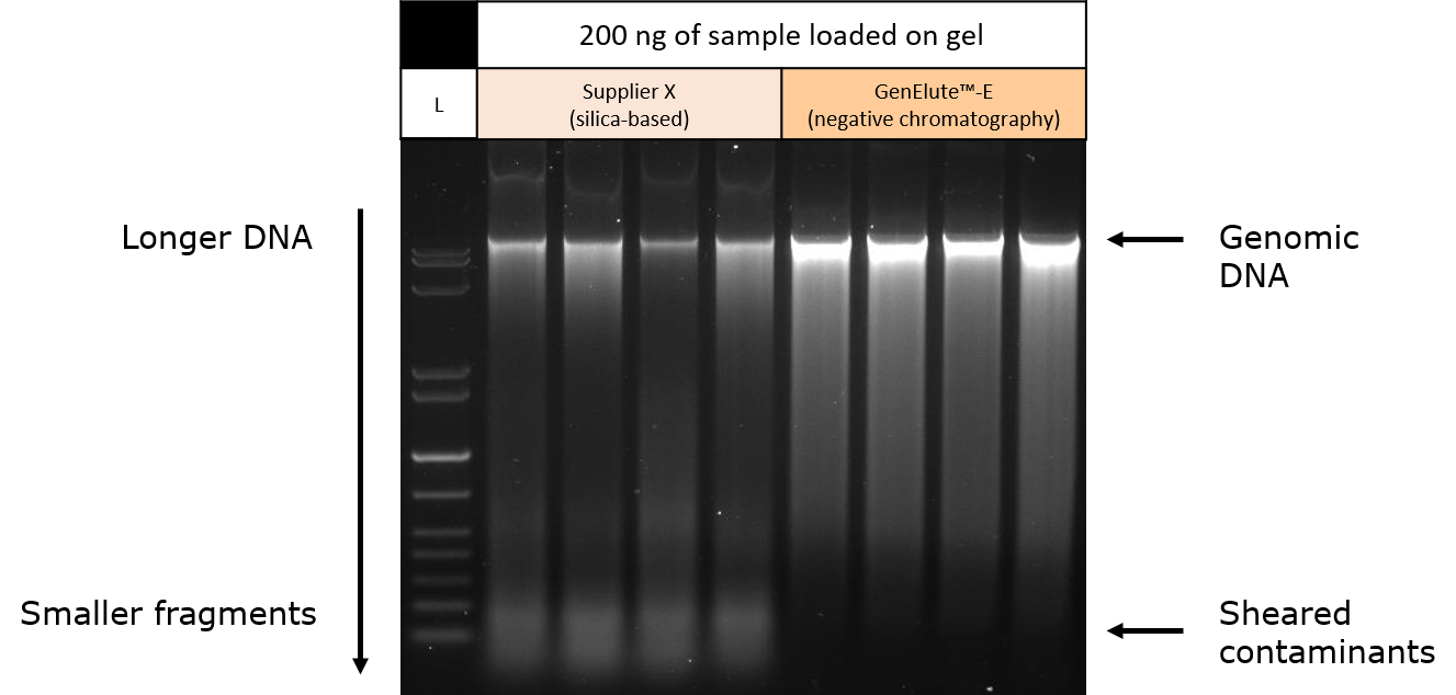 Gel electrophoresis of purified genomic DNA from mouse liver tissue samples. Gel electrophoresis of purified genomic DNA from mouse liver tissue samples.