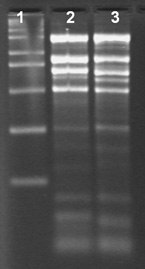 Effect of Storage on RNA quality - Total RNA Isolation from rice and cotton using the Spectrum™ Total RNA kit Effect of Storage on RNA quality - Total RNA Isolation from rice and cotton using the Spectrum™ Total RNA kit