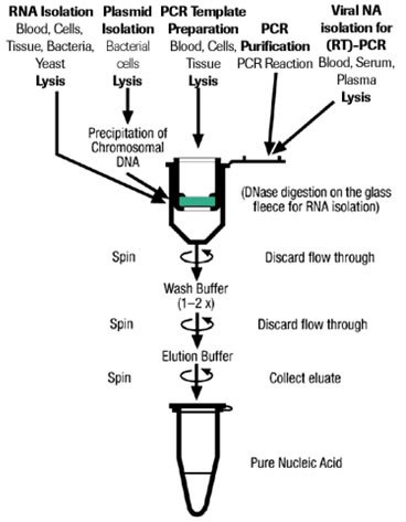 Spin Column Principle Spin Column Principle