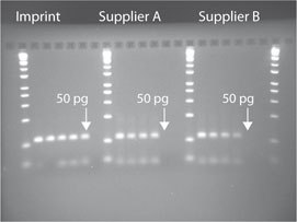 Superior Sensitivity. Bisulfite modification was performed on decreasing concentrations of human genomic DNA using Imprint (Cat. No. MOD50) and kits from two other suppliers. Methylation-specific PCR (MSP) was then performed on all samples using ß-actin gene-specific primers (109 bp amplicon). For all suppliers lanes from left to right are 100 ng, 10 ng, 1 ng, 100 pg, 50 pg, and no sample, respectively. Suppliers C and D (not shown) have no product at 50 pg. These results demonstrate the superior sensitivity of the Imprint kit relative to other suppliers. Superior Sensitivity. Bisulfite modification was performed on decreasing concentrations of human genomic DNA using Imprint (Cat. No. MOD50) and kits from two other suppliers. Methylation-specific PCR (MSP) was then performed on all samples using ß-actin gene-specific primers (109 bp amplicon). For all suppliers lanes from left to right are 100 ng, 10 ng, 1 ng, 100 pg, 50 pg, and no sample, respectively. Suppliers C and D (not shown) have no product at 50 pg. These results demonstrate the superior sensitivity of the Imprint kit relative to other suppliers.
