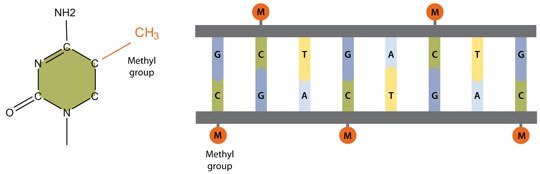 DNA methylation DNA methylation