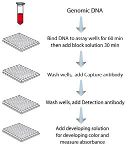 MDQ1 Step-wise Protocol MDQ1 Step-wise Protocol