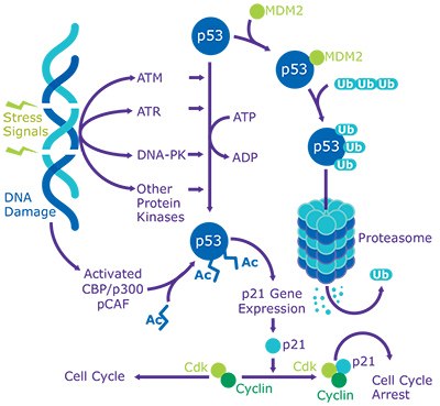 Print p53: DNA Damage Response and Cancer