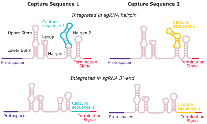 CSIntegration10x CRISPRi Feature Barcode technology Optimization Kit