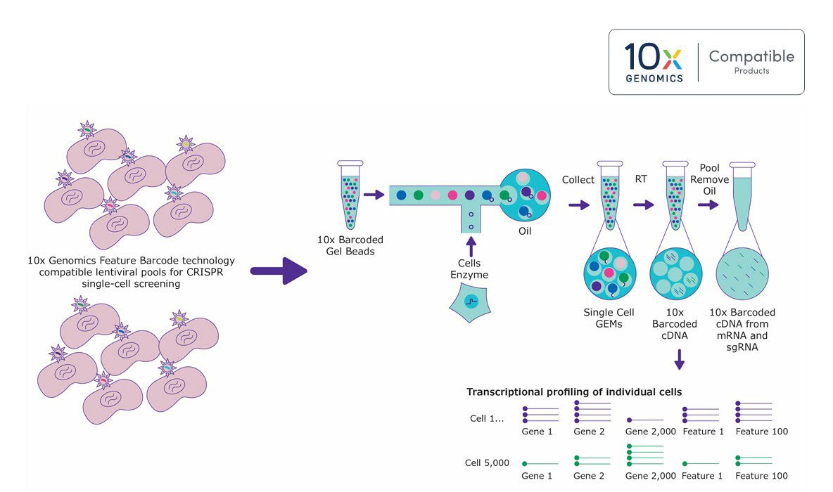 Pooled CRISPR Screening with 10x Genomics Compatibility Pooled CRISPR Screening with 10x Genomics Compatibility