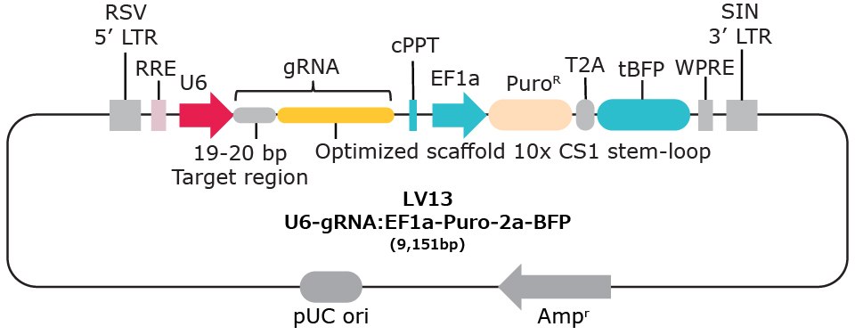 LV13 10x single cell compatible gRNA vector with capture sequence