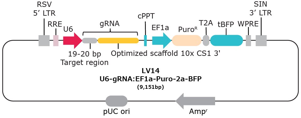 LV14 10x single cell compatible gRNA vector with capture sequence