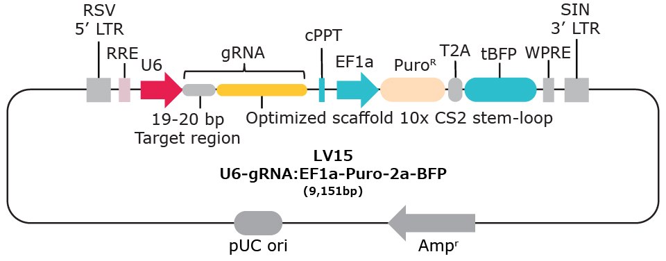 LV15 10x single cell compatible gRNA vector with capture sequence