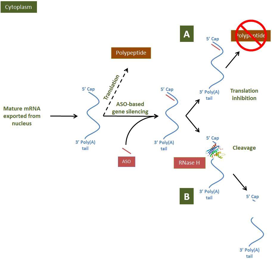ASO-based gene modulation mechanisms in the cytoplasm ASO-based gene modulation mechanisms in the cytoplasm