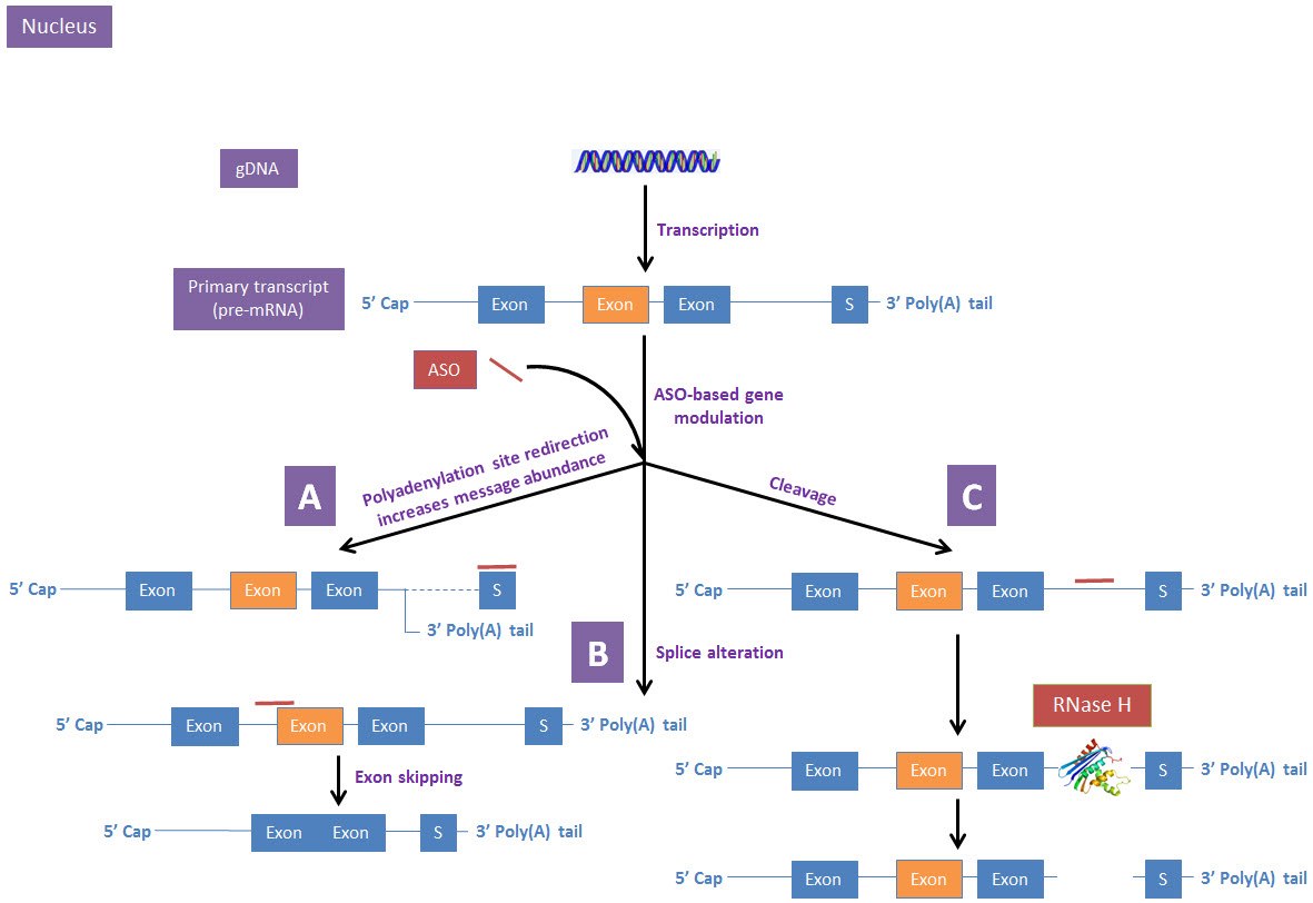 ASO-based gene modulation mechanisms in the nucleus ASO-based gene modulation mechanisms in the nucleus
