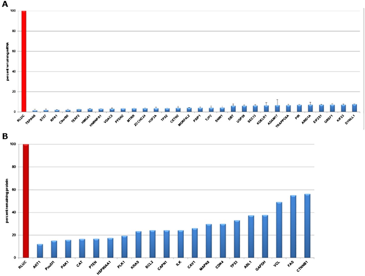 Evaluation of gene knockdown in HeLa cells transfected with esiRNA directed against Renilla Luciferase (negative control) and different expressed targets at mRNA and protein levels. A) qPCR data validate knockdowns 24 hours post-transfection. The mRNA abundance was reduced by >90% in all transfections. B) Quantitative Western Blot data validate efficient knockdown 72 hours post-transfection. Protein levels were reduced 45 to 90%. Evaluation of gene knockdown in HeLa cells transfected with esiRNA directed against Renilla Luciferase (negative control) and different expressed targets at mRNA and protein levels
