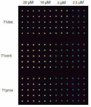 Fluorescence image measured with a confocal microscope. The spot-to-spot distance is 500 μM Fluorescence image measured with a confocal microscope. The spot-to-spot distance is 500 μM