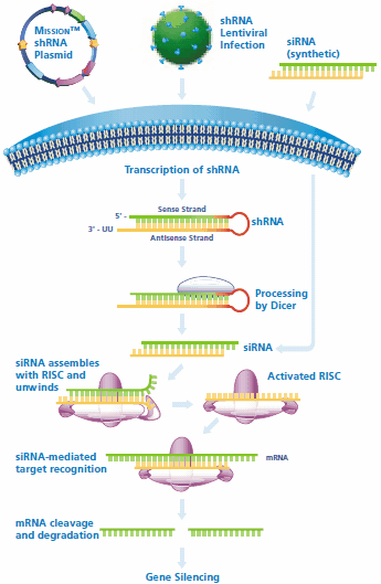 shRNA and siRNA mediated gene silencing. shRNA and siRNA mediated gene silencing.