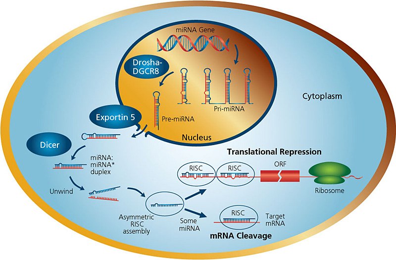 Illustration showing miRNA pathways within the cell from gene encoding in the nucleus to either mRNA cleavage or translational repression Illustration showing miRNA pathways within the cell from gene encoding in the nucleus to either mRNA cleavage or translational repression