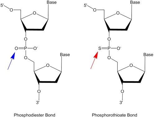 phosphodiester-phosphorothioate Phosphodiester and phosphorothioate internucleotide linkages