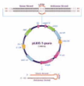 pLKO.1-puro vector. pLKO.1-puro vector.