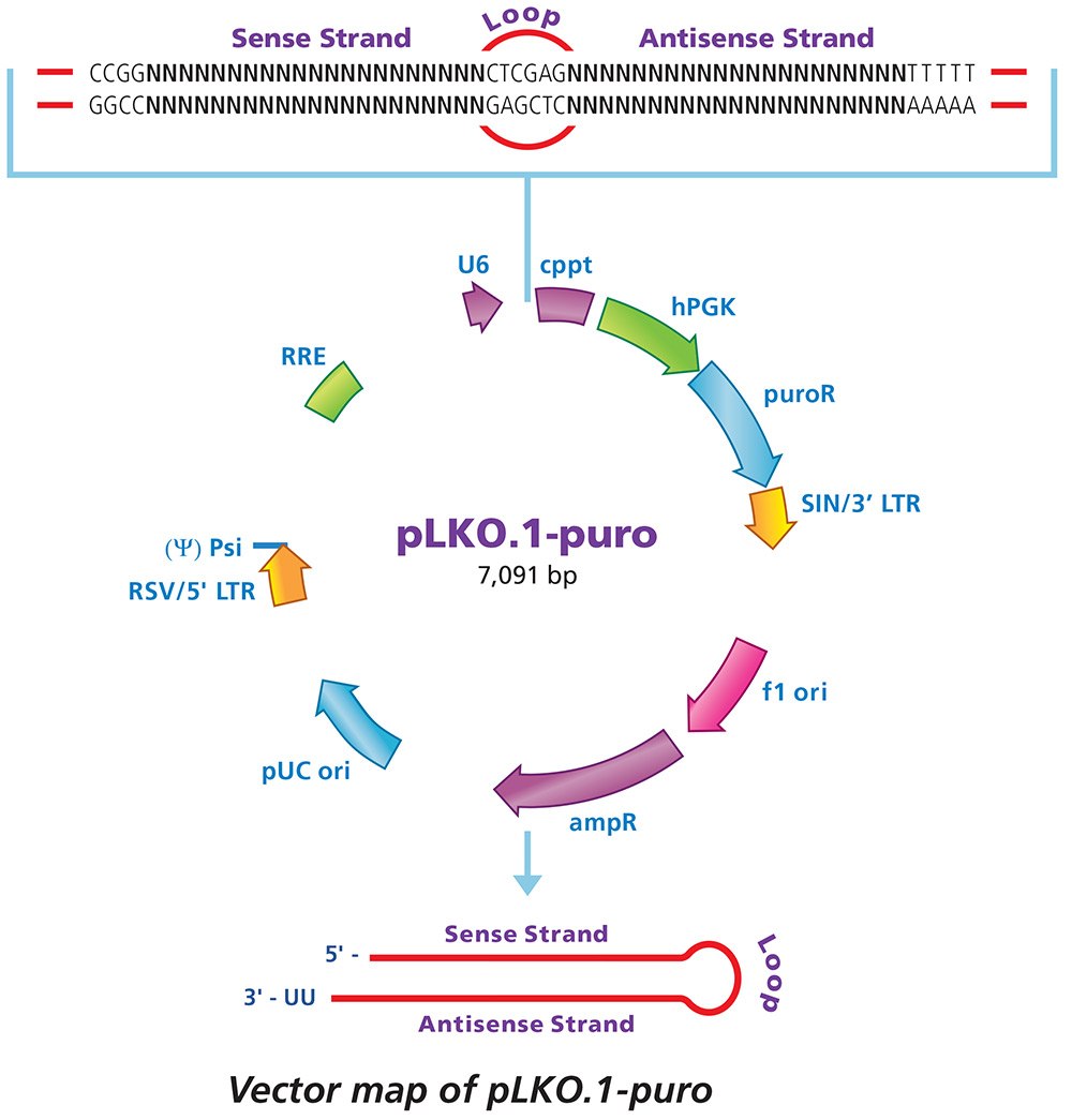 Vector map of pLKO.1-puro Vector map of pLKO.1-puro
