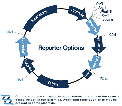 Reporter Genes Reporter Genes
