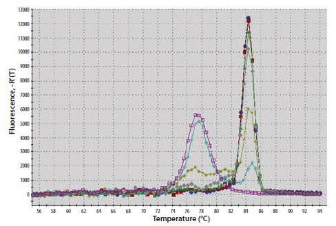 An examination of the melt curve profile reveals that the samples of lower concentration An examination of the melt curve profile reveals that the samples of lower concentration