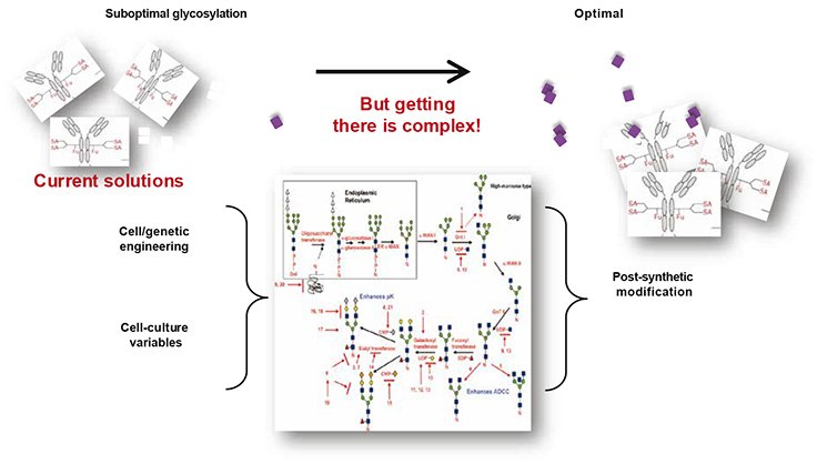 Biosimilar development flowchart Poor glycosylation compromises the safety, pharmacokinetics and activity of biologic drugs.